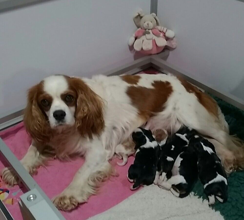 Enora Mallet - Cavalier King Charles Spaniel - Portée née le 21/10/2022